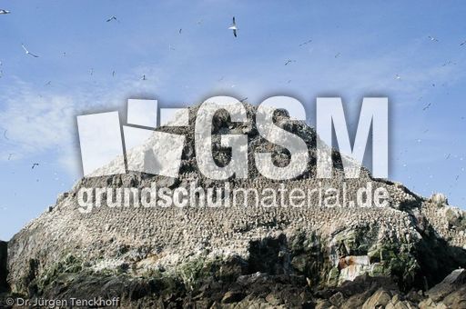 Basstölpel (3 von 24).jpg